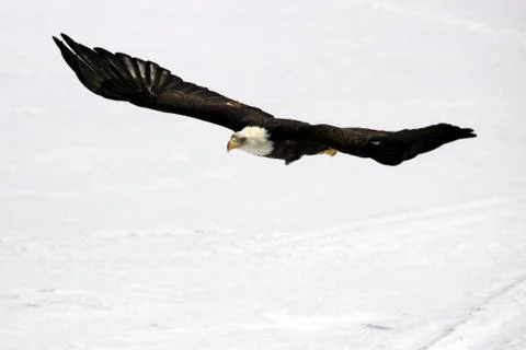 Bald Eagle Fotos Stock