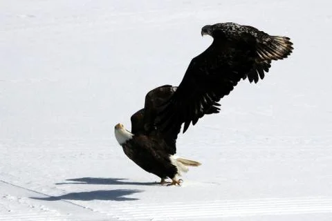 Bald Eagle Fotos Stock