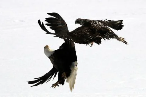 Bald Eagle Fotos Stock