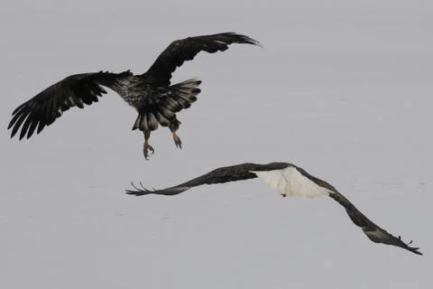 Bald Eagle Fotos Stock