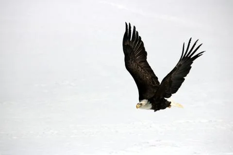 Bald Eagle  Fotos Stock