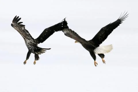 Bald Eagle Fotos Stock
