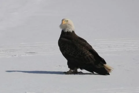 Bald Eagle Fotos Stock
