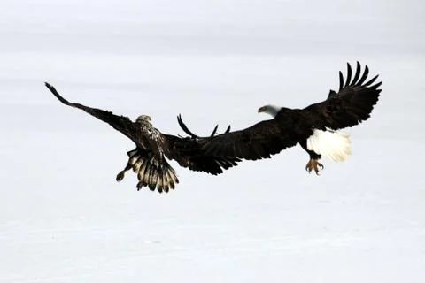 Bald Eagle Fotos Stock