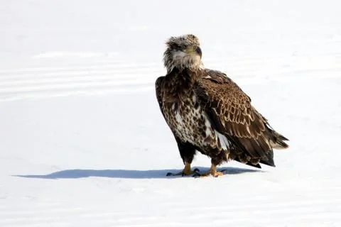 Bald Eagle Fotos Stock