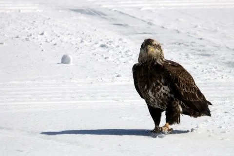 Bald Eagle Fotos Stock