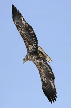 Bald Eagle Fotos Stock