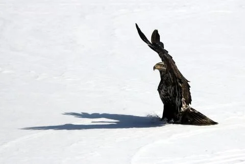 Bald Eagle Fotos Stock