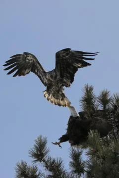 Bald Eagle Fotos Stock