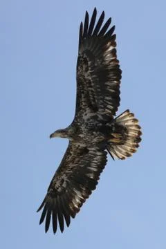 Bald Eagle Fotos Stock
