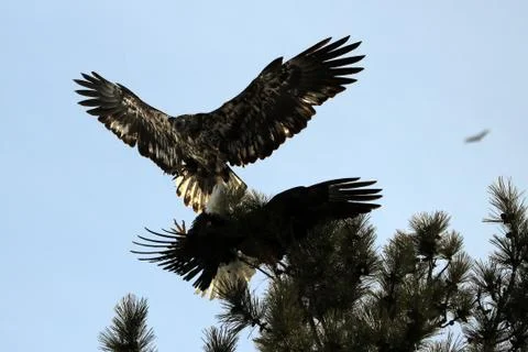Bald Eagle Fotos Stock