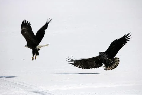 Bald Eagle Fotos Stock