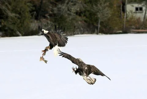 Bald Eagle Fotos Stock