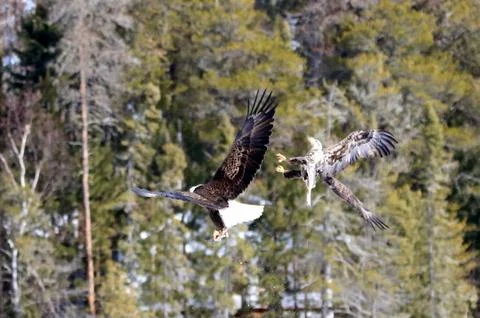 Bald Eagle Fotos Stock