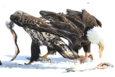 Bald Eagle Fotos Stock