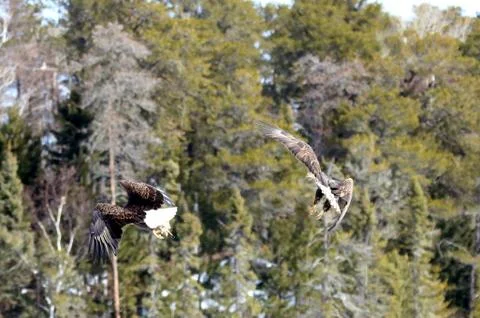 Bald Eagle Fotos Stock