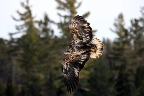 Bald Eagle Fotos Stock