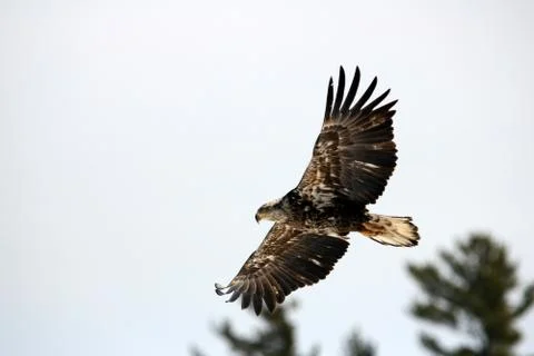 Bald Eagle Fotos Stock