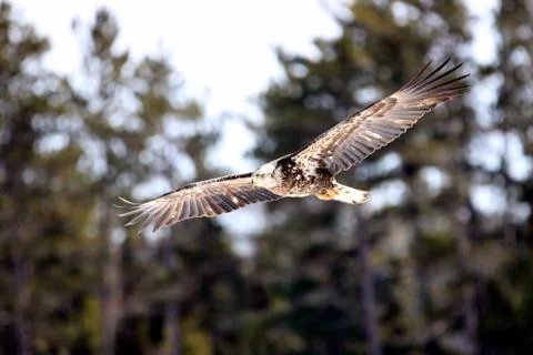 Bald Eagle Stock Photos