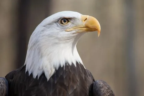 Bald Eagle Stock Photos