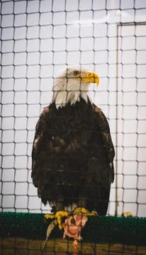 Bald Eagle 库存照片