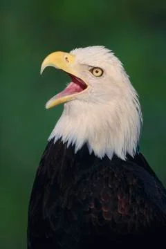 Bald Eagle Stock Photos