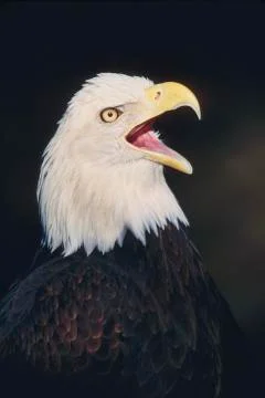 Bald Eagle Stock Photos