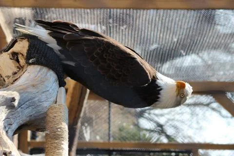 Bald Eagle Foto stock