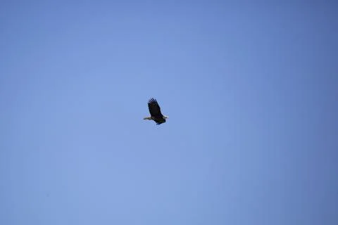 Bald Eagle Stock Photos
