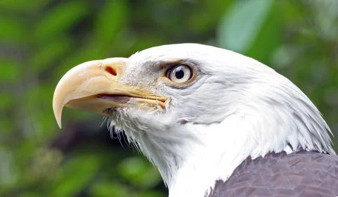Bald Eagle Foto stock