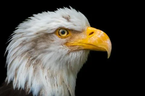 Bald Eagle 写真素材