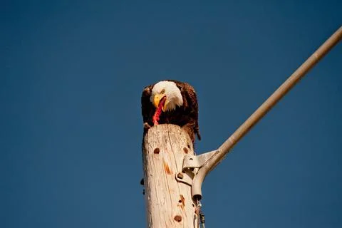Bald Eagle Stock Photos