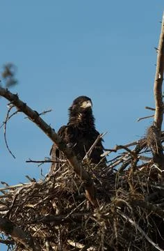 Bald Eagle Stock Photos