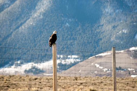Bald Eagle Stock Photos