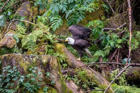 Bald Eagle Stock Photos