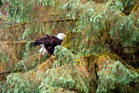 Bald Eagle Stock Photos
