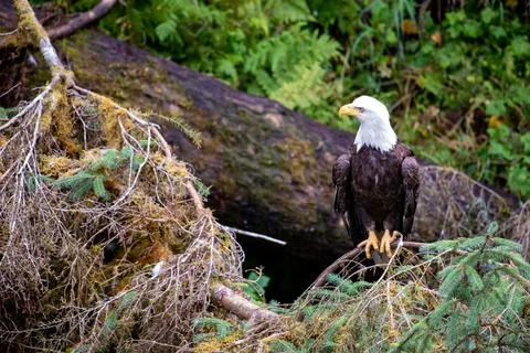 Bald Eagle Stock Photos