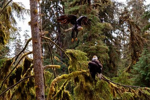 Bald Eagle Stock Photos