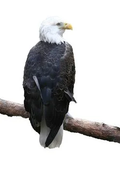 Bald eagle Stock Photos