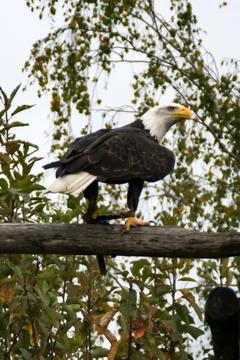 Bald eagle Foto stock