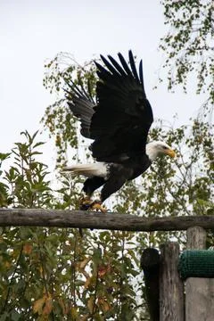 Bald eagle Foto stock
