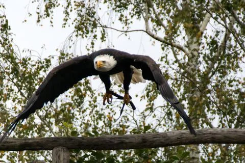 Bald eagle Stock Photos