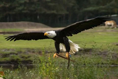 Bald eagle Stock Photos