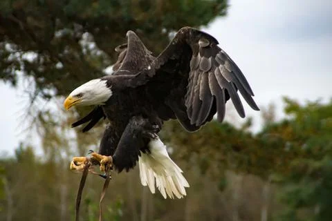 Bald eagle Stock Photos