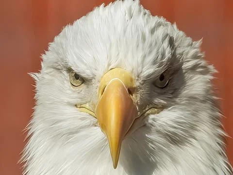Bald eagle Stock Photos