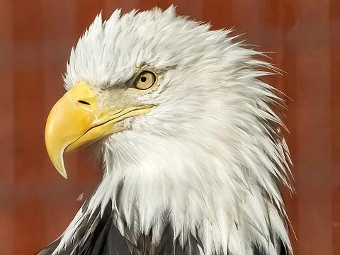 Bald eagle Stock Photos