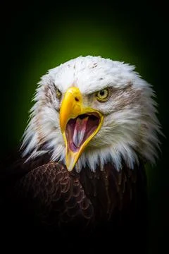 Bald eagle Stock Photos