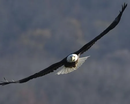 Bald Eagle Stock Photos