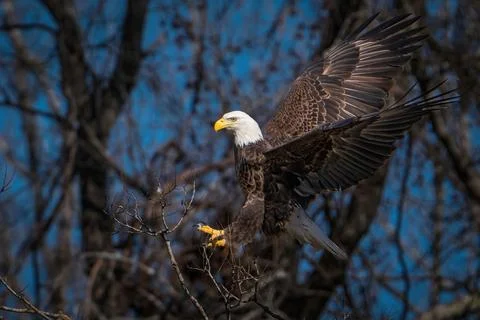 Bald Eagle Stock Photos