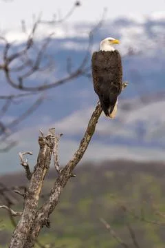 Bald Eagle Stock Photos